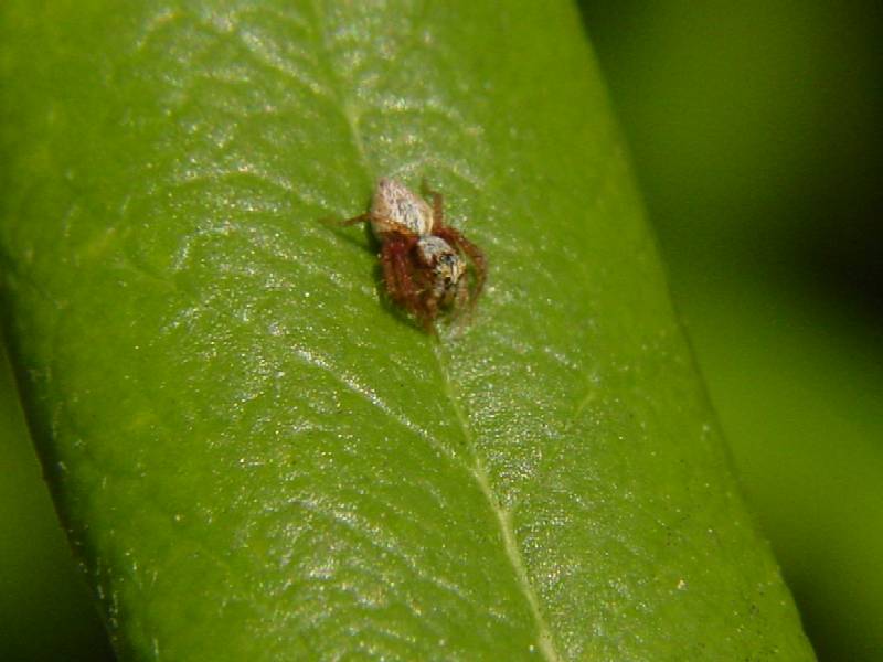 3 ragni (Salticidae, Aamaurobius, Oecobius)